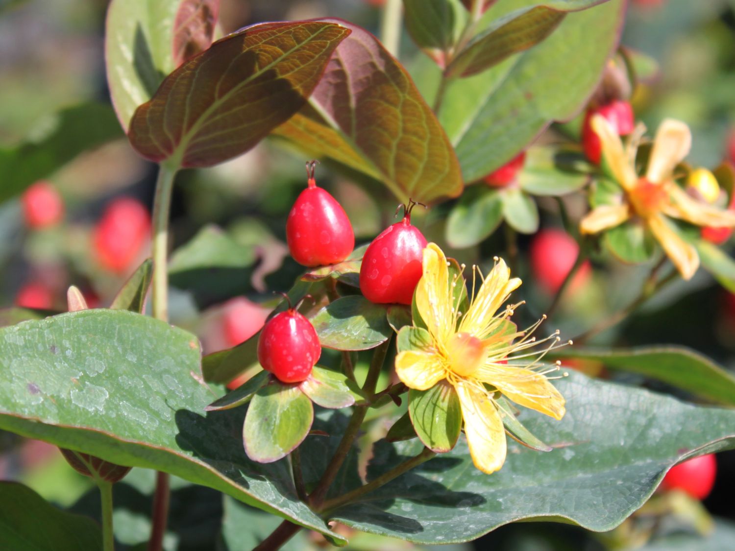 Hypericum inodorum 'Magical Red Fame'